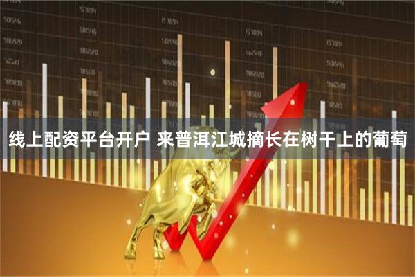 线上配资平台开户 来普洱江城摘长在树干上的葡萄